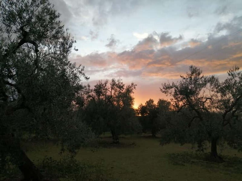 Bike tour in Trani + visit to olive grove and evo oil tasting - Discovering the Charm of Trani on a Bike + Olive Oil Tasting Tour