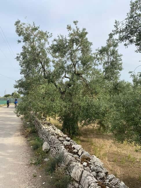 Bike tour in Trani + visit to olive grove and evo oil tasting - Key Points