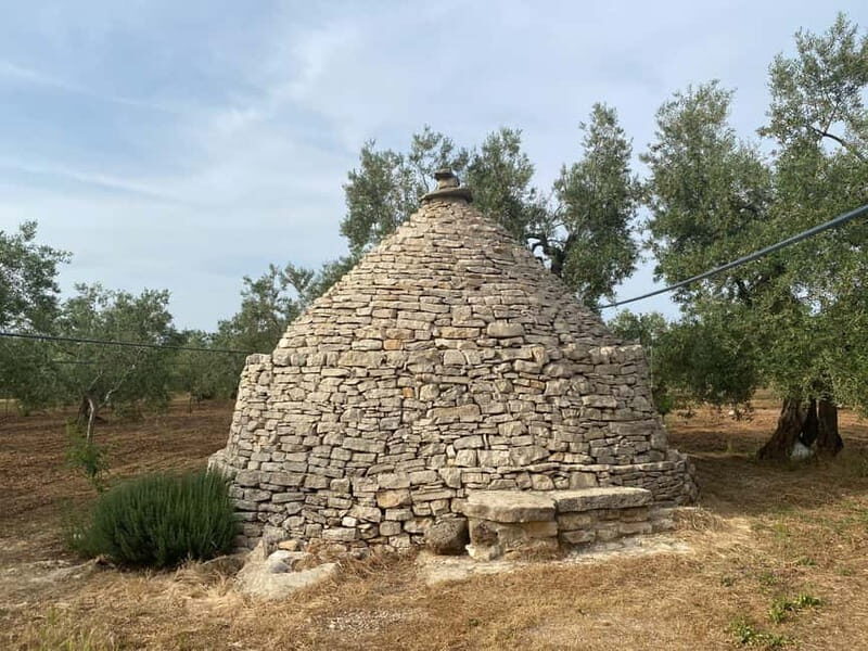 Bike tour in Trani + visit to olive grove and evo oil tasting - Visiting the Olive Grove and Learning the Art of EVOO