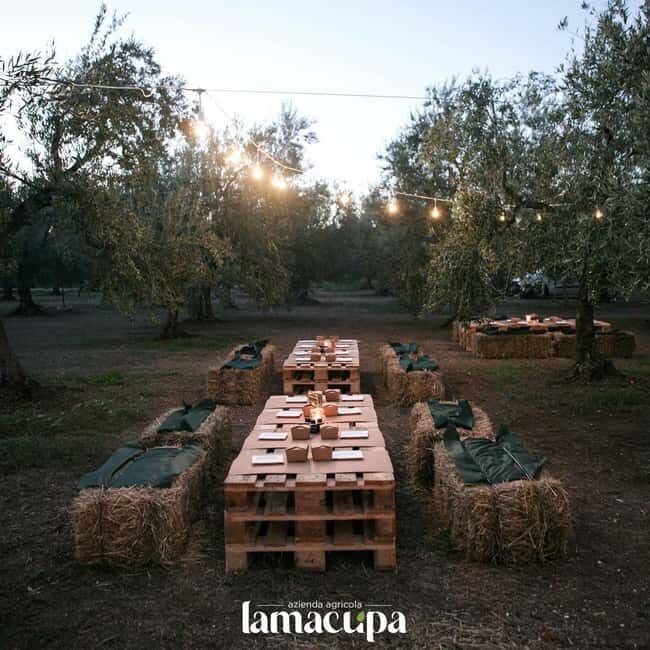 Bike tour in Trani + visit to olive grove and evo oil tasting - Practical Details & What to Know