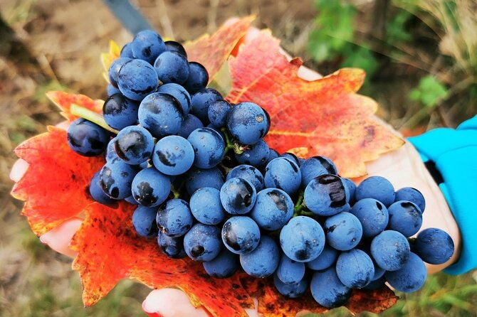 bike-wine-tour-in-dealu-mare-wineland