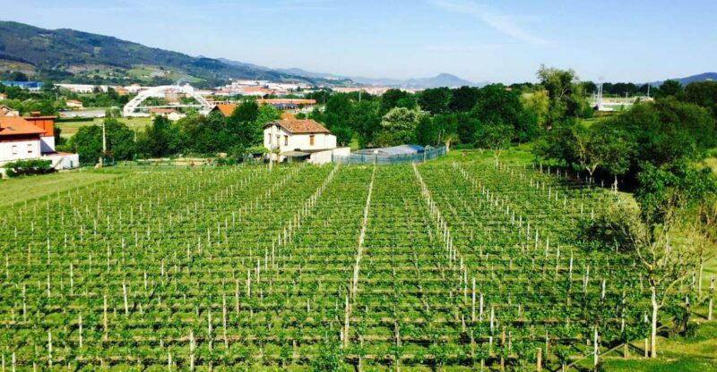 bilbao-guided-txacoli-wine-tasting