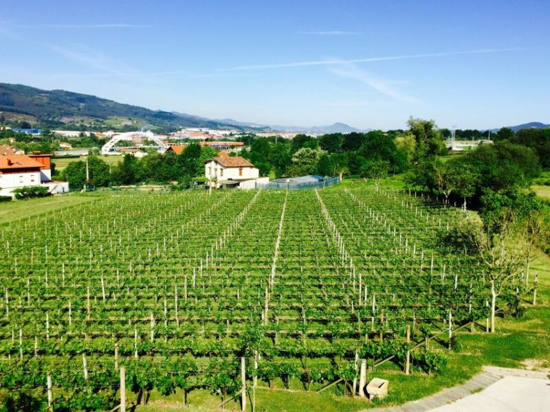 bilbao-guided-txacoli-wine-tasting