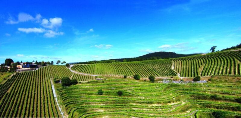 bilbao-txakoli-wine-tour-2