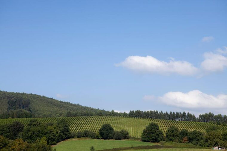 bilbao-txakoli-wine-tour-2
