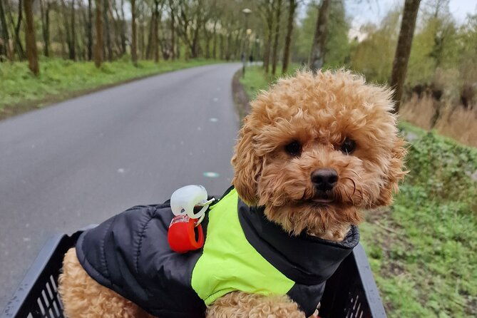 bills-bike-tour-amsterdam-bike-with-bill-and-puppy-herman