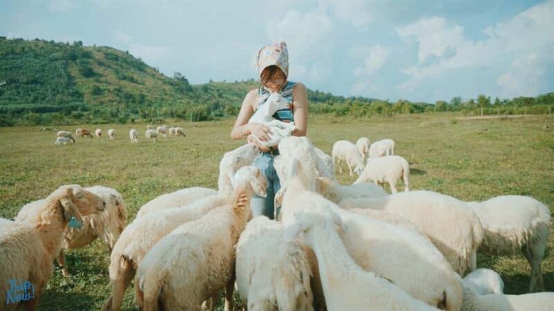 Binh Lap Tour Hang Rai - Sheep Field - Vinh Hy -Grape Garden - Key Points