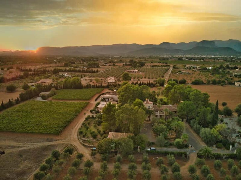 Binissalem: Individual vineyard tour and wine tasting in German - The Charm of Binissalem and Its Small Bodega