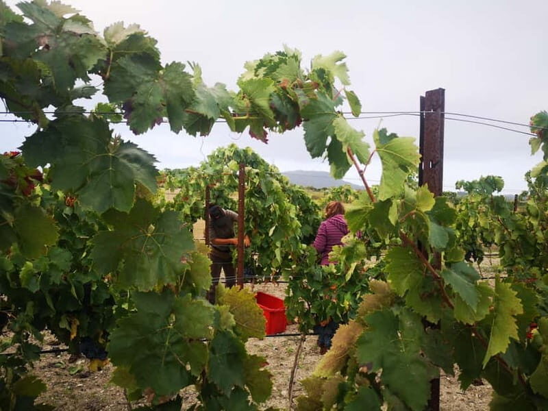 Binissalem: Individual vineyard tour and wine tasting in German - The Sum Up: Who Will Love This Experience?