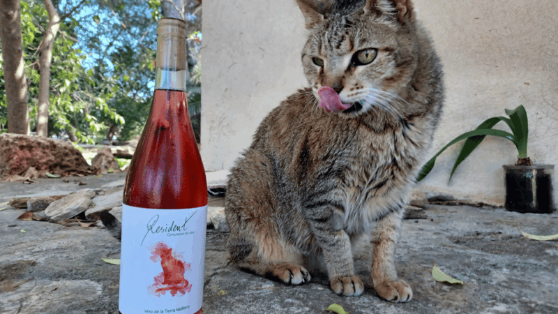 binissalem-individual-vineyard-tour-and-wine-tasting