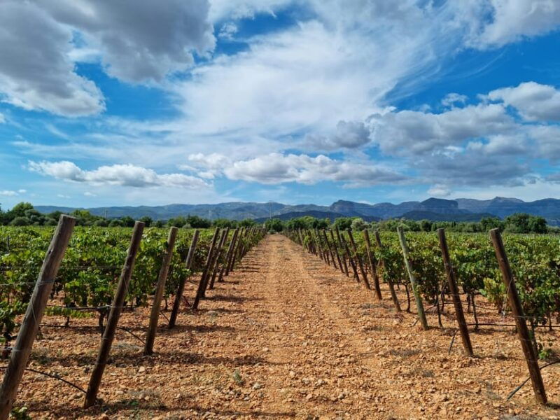 binissalem-individual-vineyard-tour-and-wine-tasting