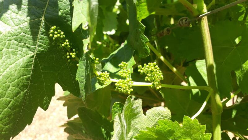 binissalem-individual-vineyard-tour-and-wine-tasting