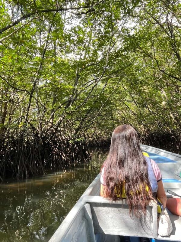 Bintan Island : Mangrove Or Fireflies Tour - Exploring Sebong River: What to Expect
