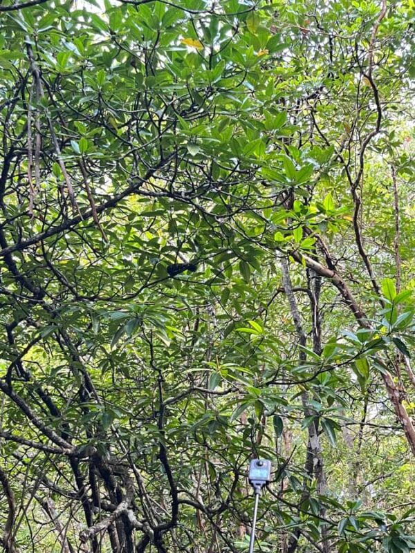 Bintan Island : Mangrove Or Fireflies Tour - The Experience from a Reviewers Perspective