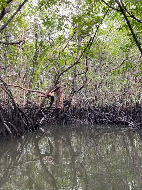 Bintan Island : Mangrove Or Fireflies Tour - FAQs