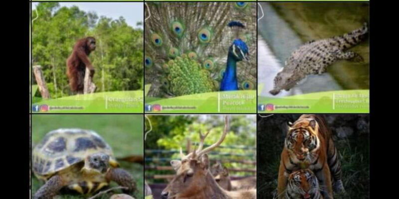 bintan-safari-lagoi-honey-eco-farm-tour