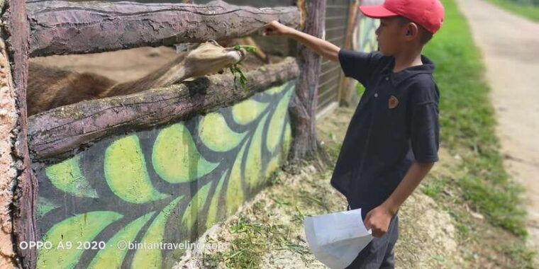 bintan-safari-lagoi-honey-eco-farm-tour