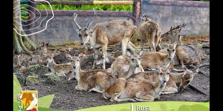 bintan-safari-lagoi-honey-eco-farm-tour