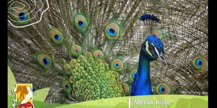 bintan-safari-lagoi-honey-eco-farm-tour