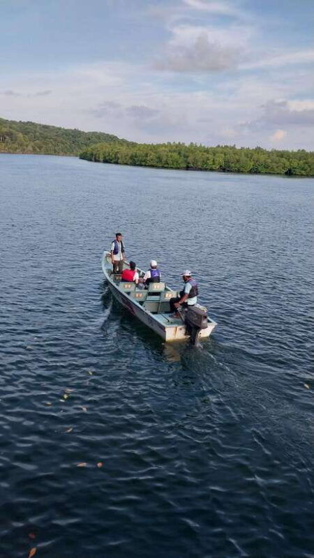 bintan-tour-mangrove-or-fireflies