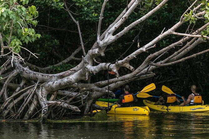 bio-bay-night-kayaking-with-transport-from-san-juan-area