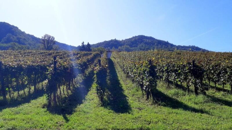 biodynamics-vineyard-tour-and-tasting-at-al-di-la-del-fiume