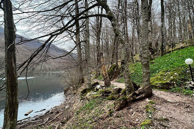 biogradska-gora-national-park-optional-skadar-lake-boat-tour
