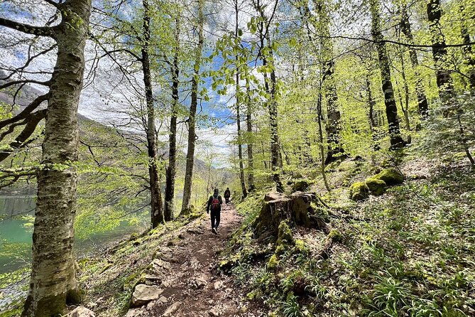 biogradska-gora-national-park-optional-skadar-lake-boat-tour