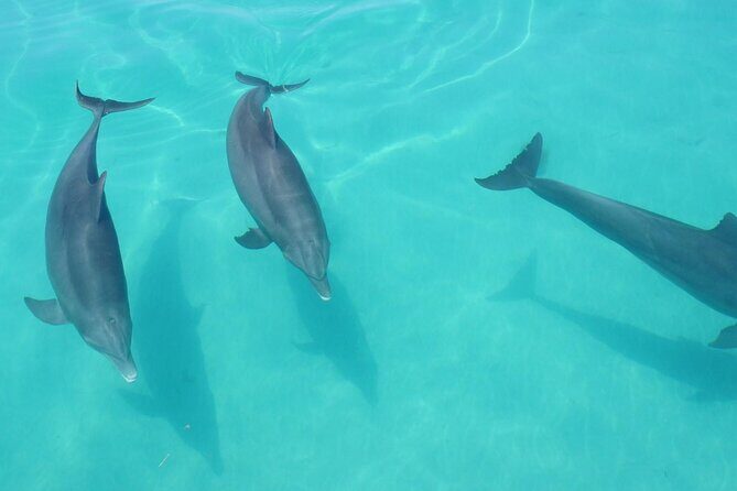 Biologist Owned & Operated: Dolphin Watching & Guided Snorkeling - Final Thoughts