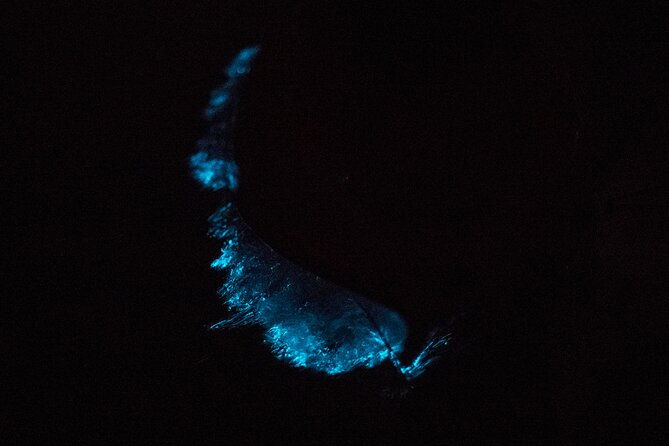 bioluminescent-kayak-tour-2