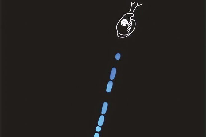 bioluminescent-night-snorkeling