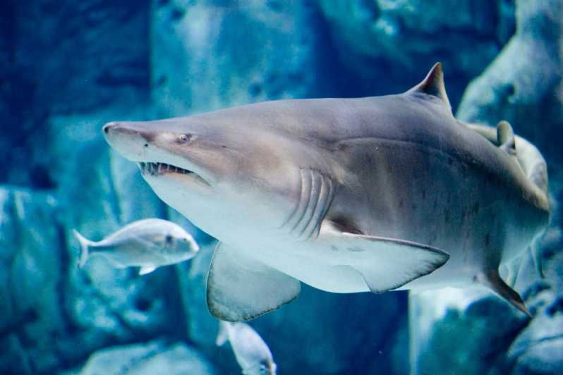 bioparc-aquarium-of-gijon-entry-ticket