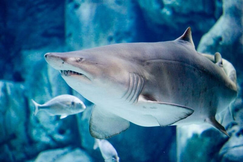 bioparc-aquarium-of-gijon-entry-ticket