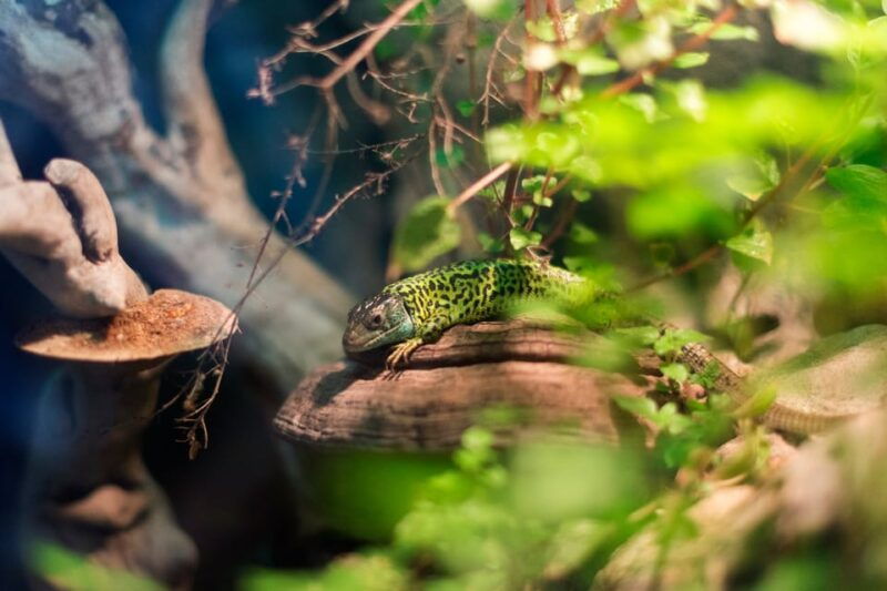 bioparc-aquarium-of-gijon-entry-ticket