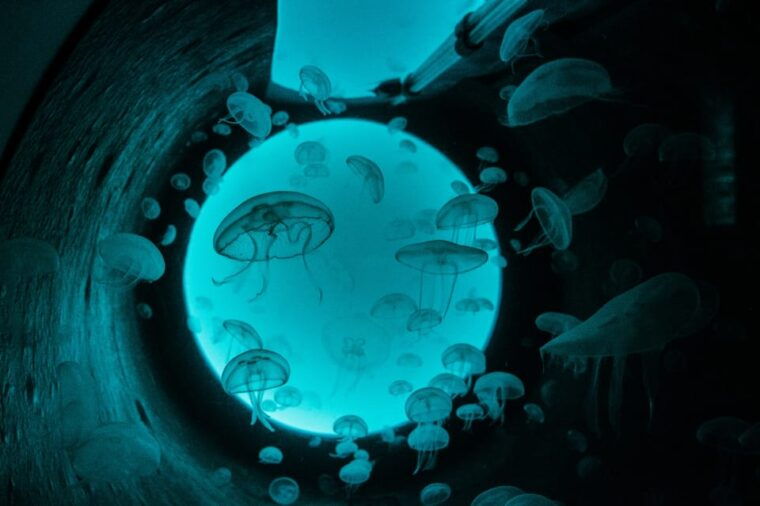 bioparc-aquarium-of-gijon-entry-ticket