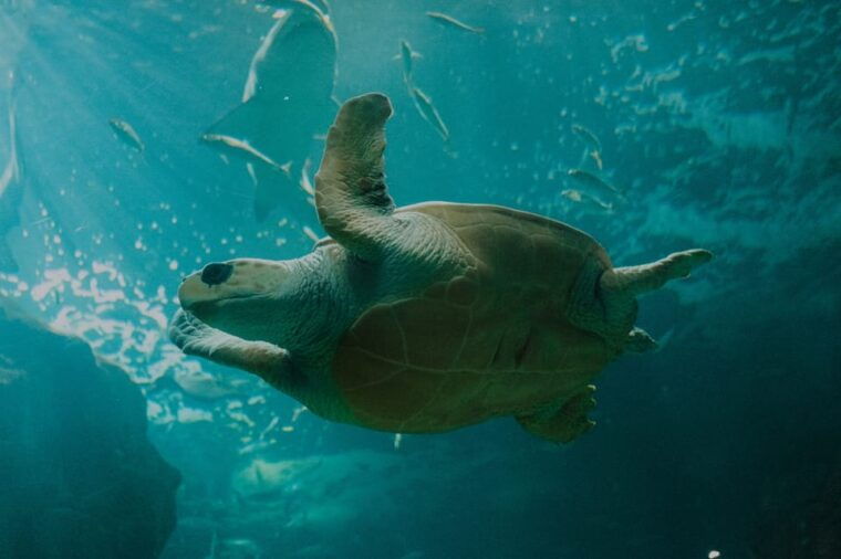 bioparc-aquarium-of-gijon-entry-ticket