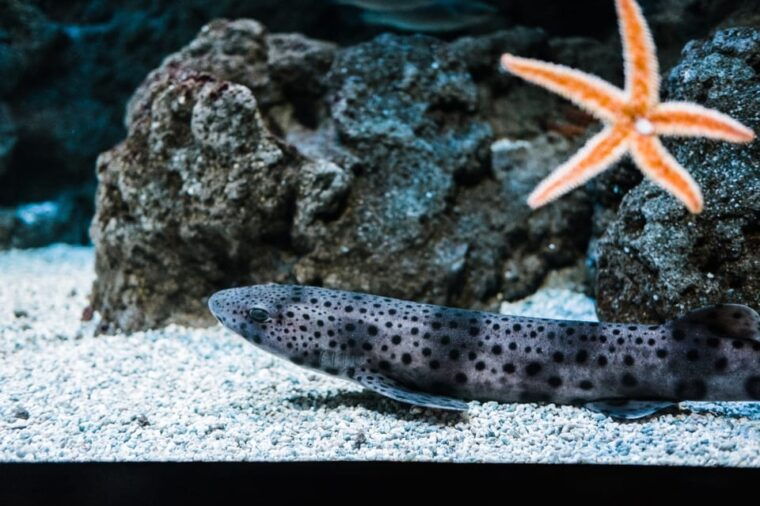 bioparc-aquarium-of-gijon-entry-ticket