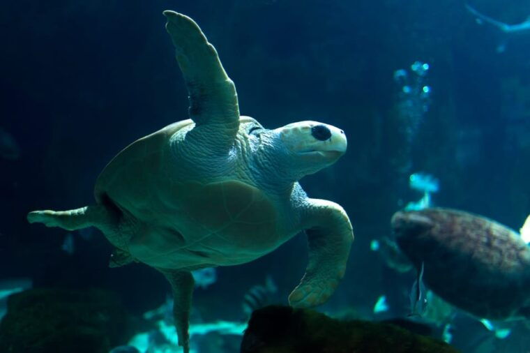 bioparc-aquarium-of-gijon-entry-ticket