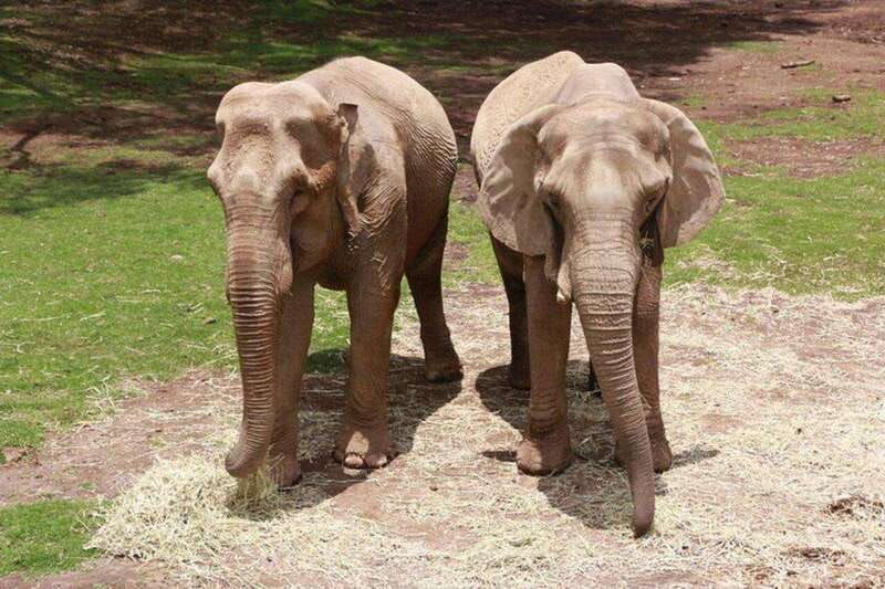 bioparque-estrella-safari-experience-ticket