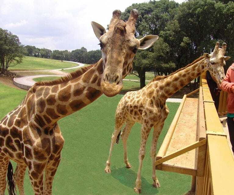 bioparque-estrella-safari-experience-ticket