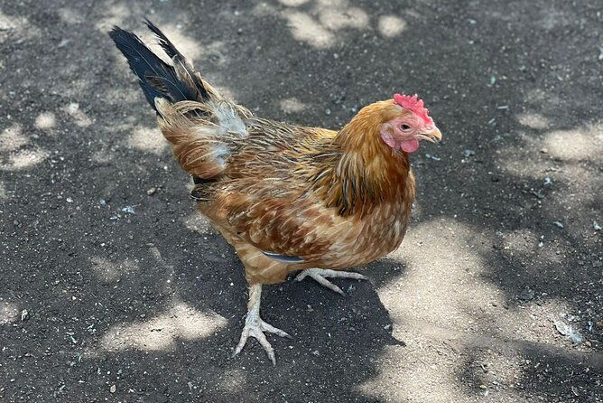 bird-aviary-shopping-beach-day-out-in-montego-bay