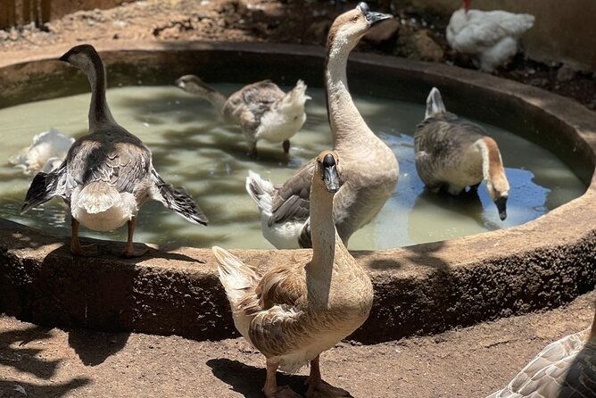 bird-aviary-shopping-beach-day-out-in-montego-bay