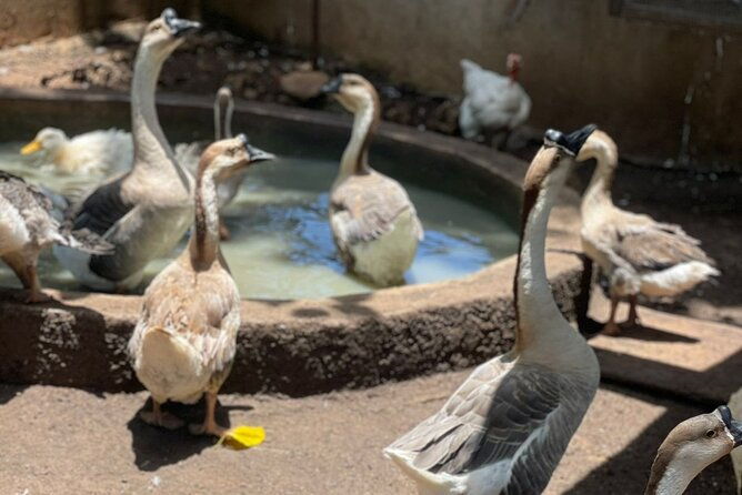 bird-aviary-shopping-beach-day-out-in-montego-bay