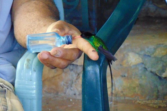 bird-feeding-sanctuary-montego-bay-highlights-and-columbus-park-day-adventure