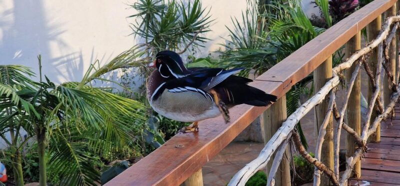 bird-island-sweet-west-tour