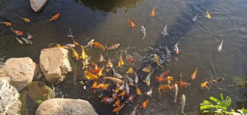 bird-island-sweet-west-tour