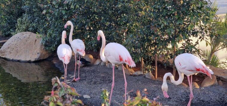 bird-island-sweet-west-tour