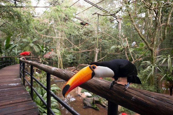 bird-park-iguassu-brazilian-side-private-tour