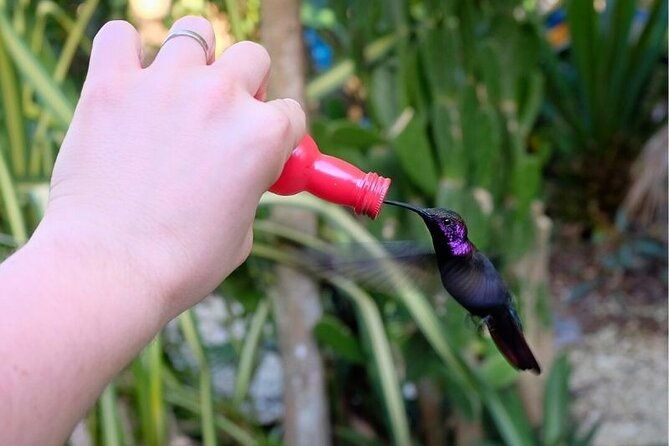 bird-sanctuary-and-or-lethe-bamboo-rafting-from-montego-bay