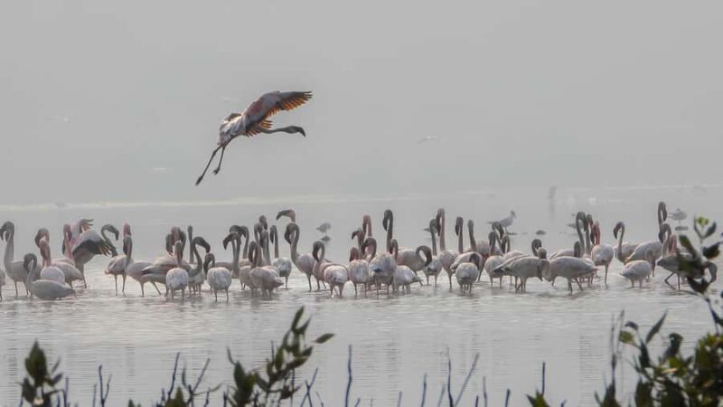 Bird Walk at Navi Mumbai - Exploring the Wetlands: What You Can Expect